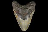 Huge, Fossil Megalodon Tooth - North Carolina #109765-2